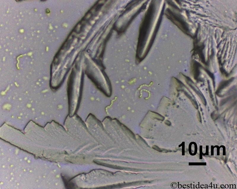 乳清たんぱく質結晶の顕微鏡写真（10μmスケール）