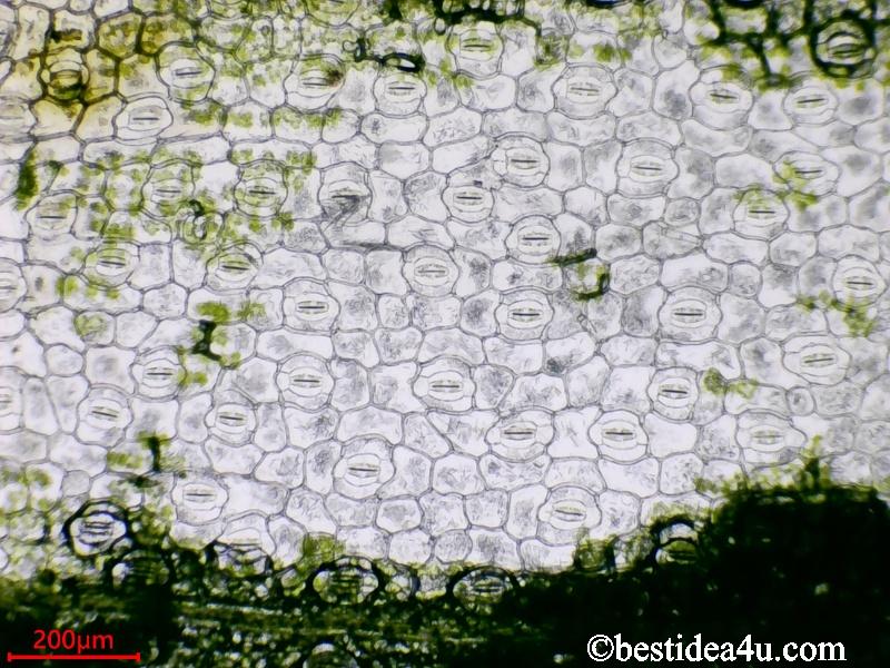 ツユクサの葉の表皮をはがしたところ。1顕微鏡写真（100倍）薄皮の部分は気孔がはっきり確認できる。