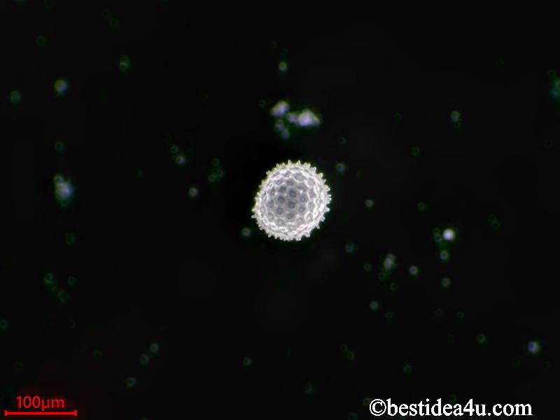 朝顔の花粉（光学顕微鏡にて撮影。走査型電子顕微鏡[SEM]のように凹凸がはっきり見える）
