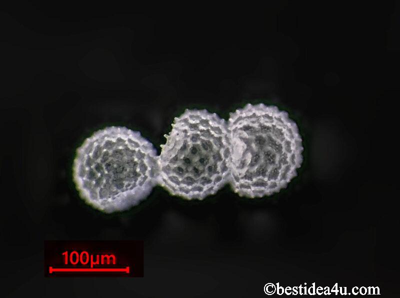 光学顕微鏡で撮影したアサガオの花粉（SEMで観察したように凹凸がはっきり見える）