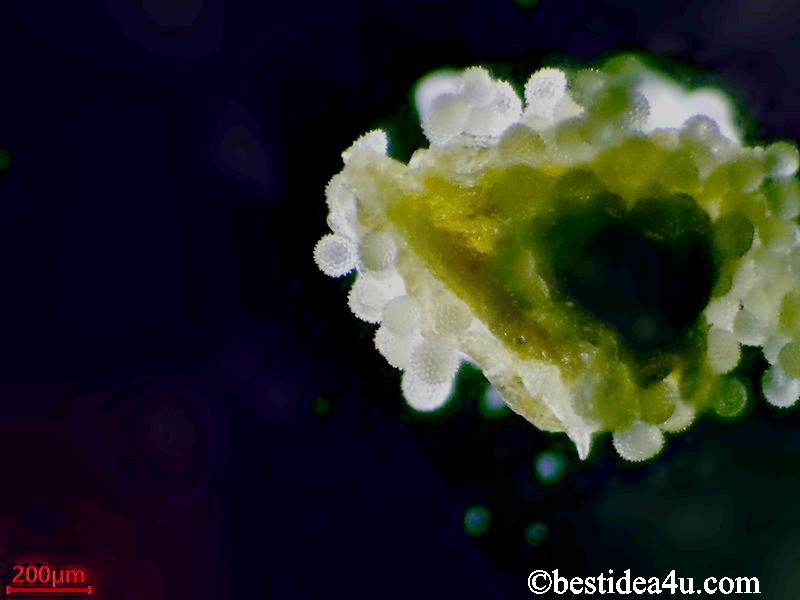 朝顔の花粉（おしべの葯からこぼれ落ちそうなたくさんの花粉の顕微鏡写真）60倍