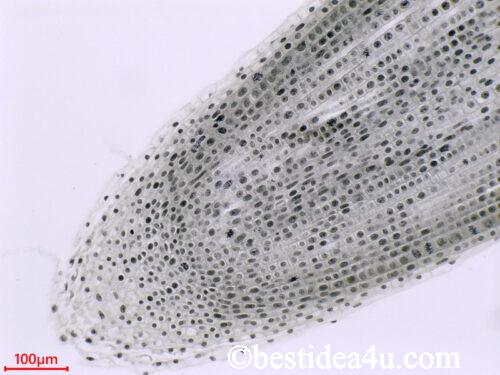 タマネギの根の先端・縦断面/Root tip of Allium cepa (longitudinal section) | 顕微鏡ナビ